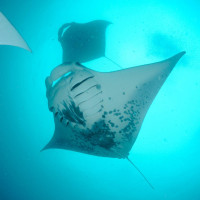 Reef Manta Rays