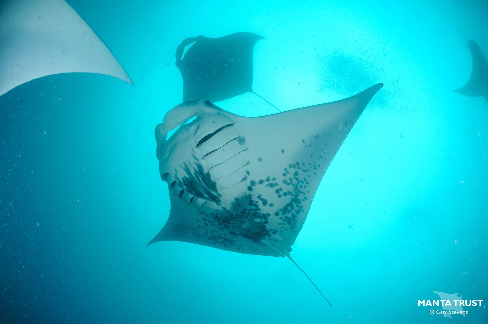 Reef Manta Rays